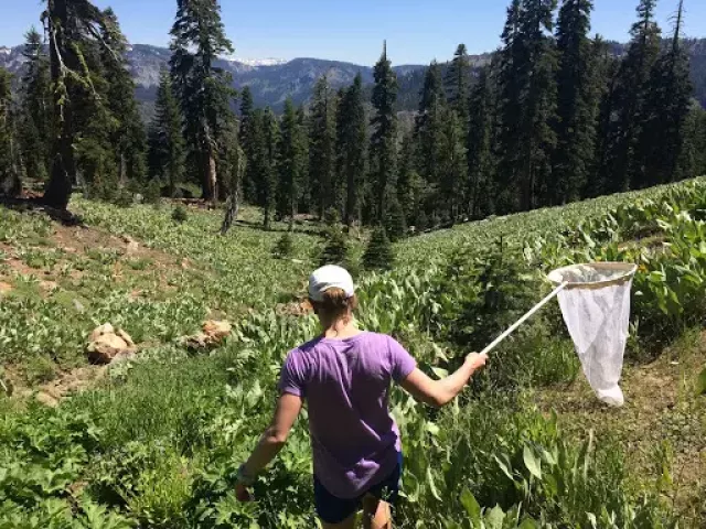 Catching Butterflies